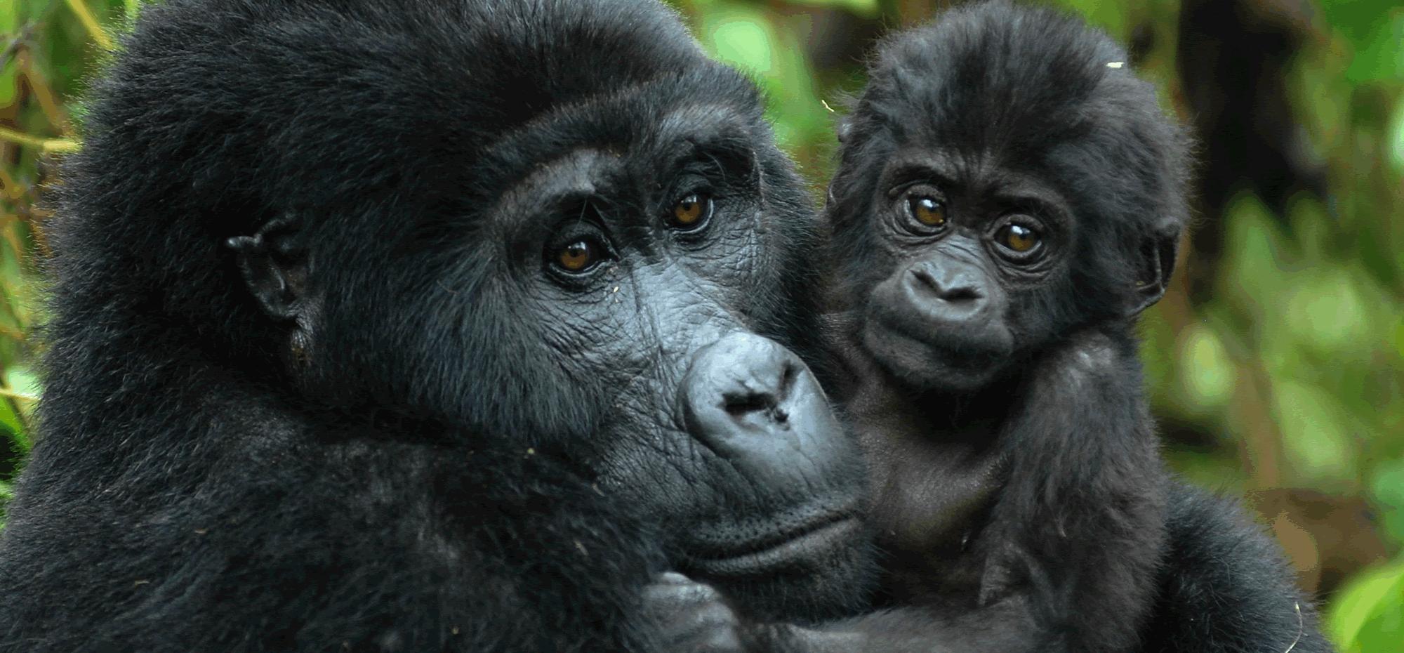 1 day Rwanda Gorilla trekking safari 