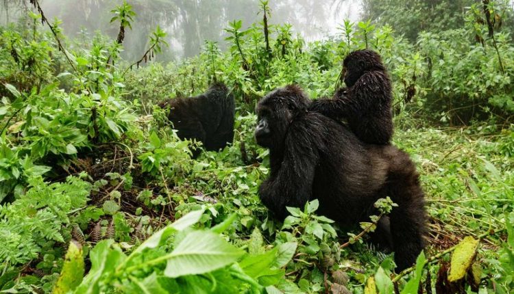 5 Days Congo Gorillas & Nyiragongo Hike