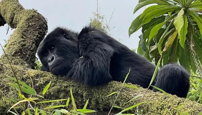 Best Gorilla Trekking Tours