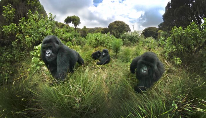 Trek Gorillas Rwanda