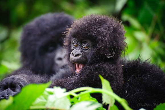 HOW MOUNTAIN GORILLAS ADAPT TO THEIR NATURAL ENVIRONMENT