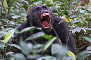 5 Days Rwanda Gorillas & Chimpanzees