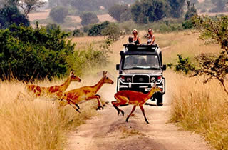 14 Days Uganda Rwanda Safari Holiday