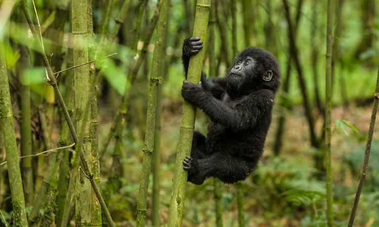 5 Days Bwindi Gorillas and Queen Elizabeth Safari