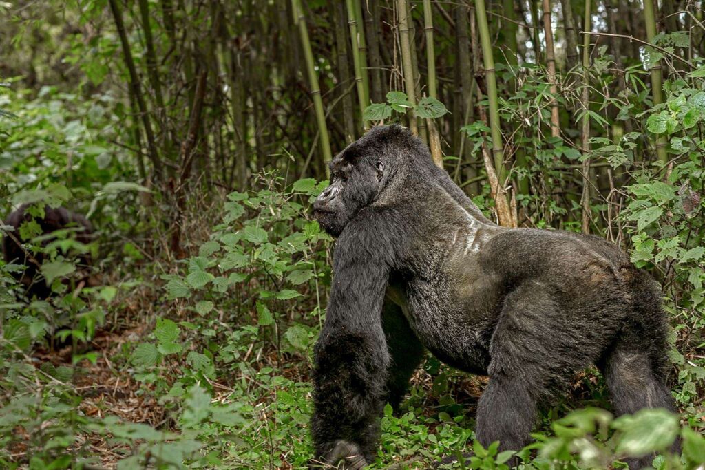 Life Expectancy of a Silverback Gorilla 