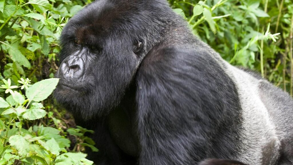Life Expectancy of a Silverback Gorilla