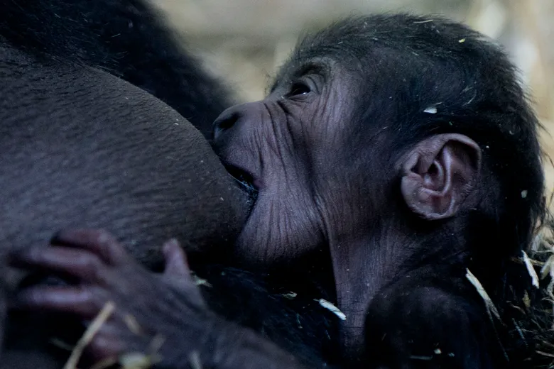 Giving Birth to a Baby Gorilla