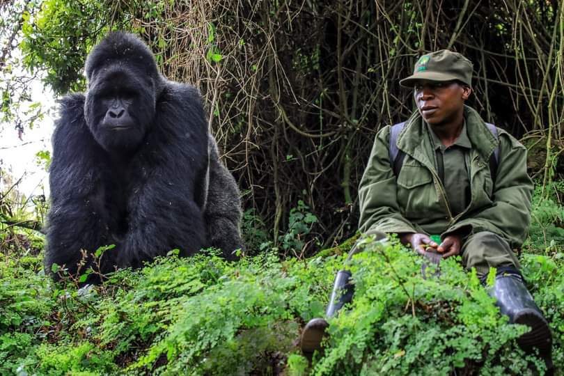 Rwanda and Uganda Gorilla Trekking