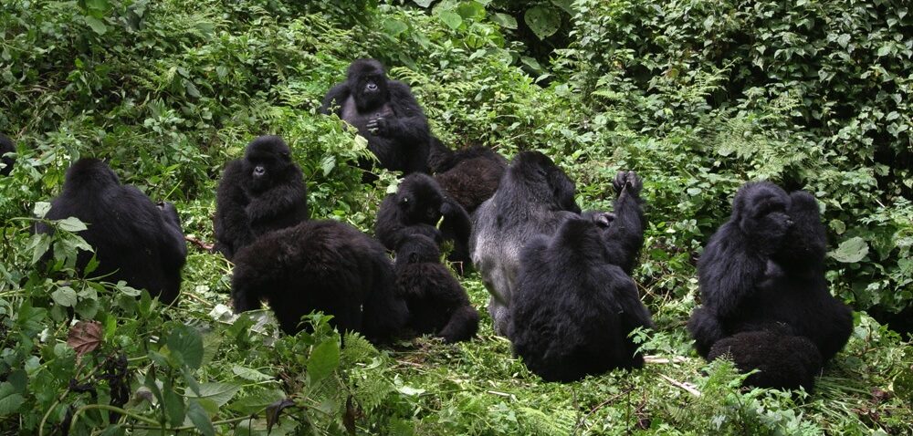 How Silverback Gorillas Protect Their Families