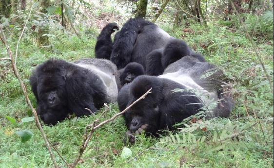 How Silverback Gorillas Protect Their Families