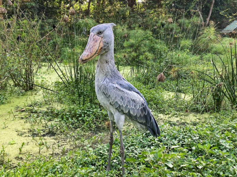  Shoebill Stork Height
