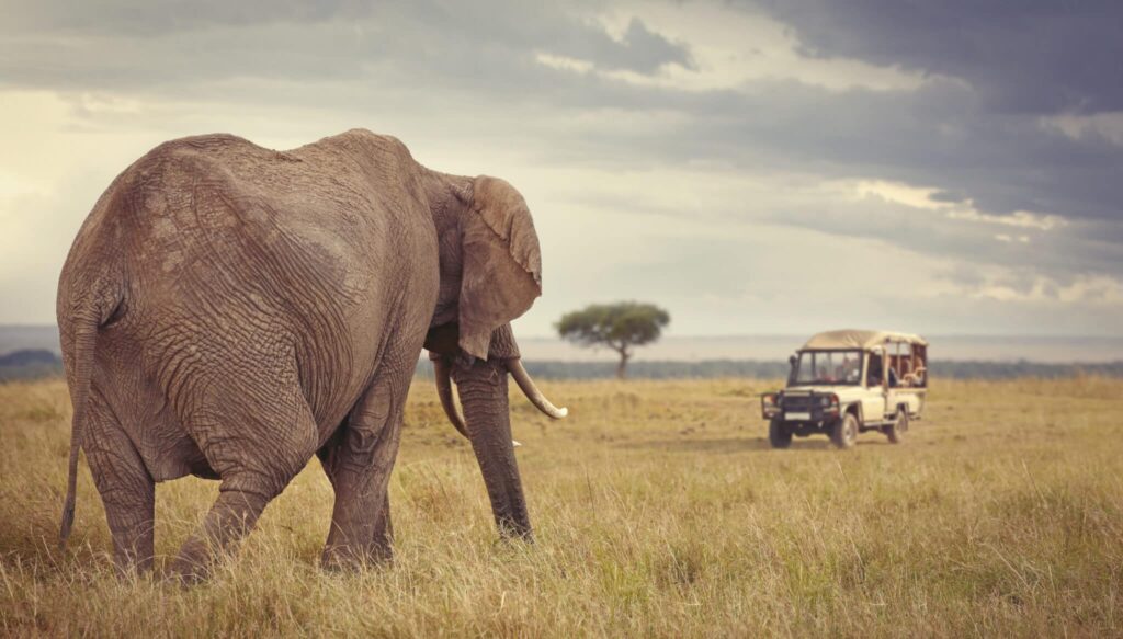 How to Save Money on an African Safari