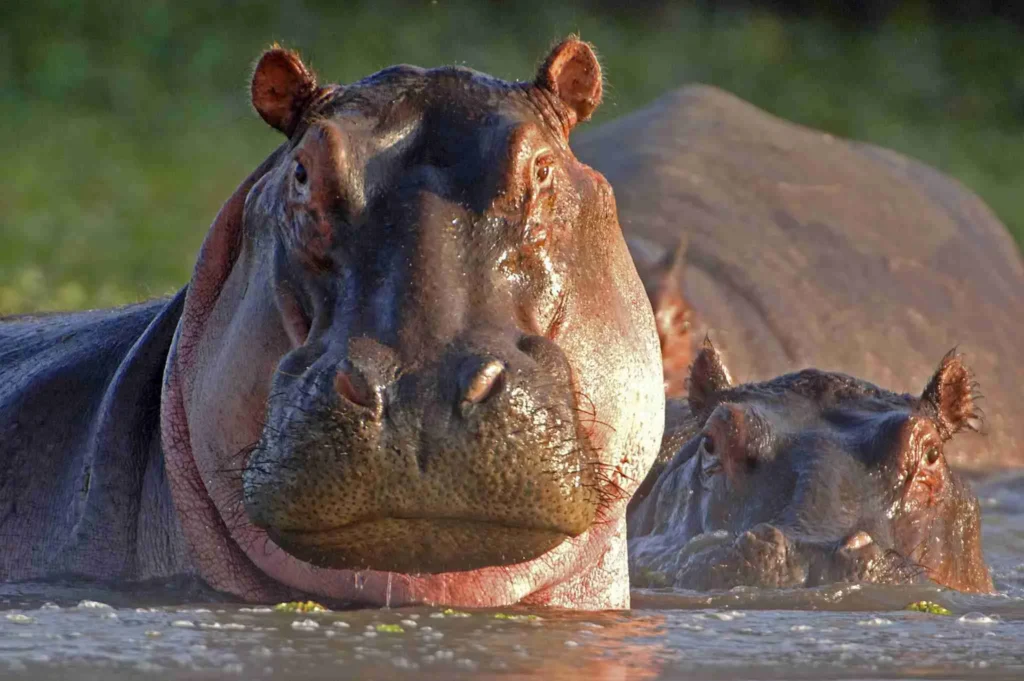 Facts About Hippopotamuses