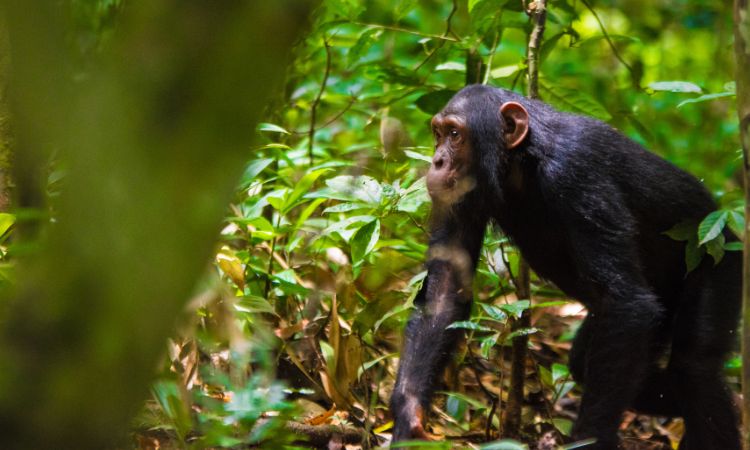 Are Chimpanzees Dangerous