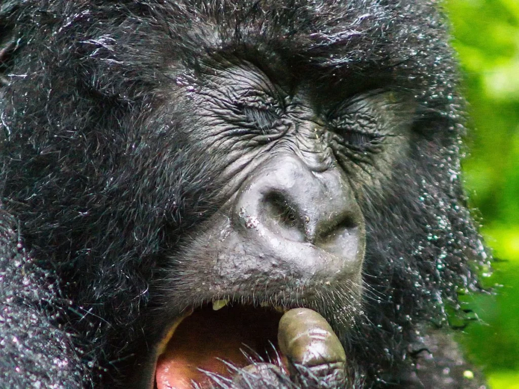 Mountain Gorilla Nose