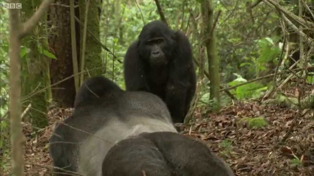 How Many Times a Day Do Gorillas Mate