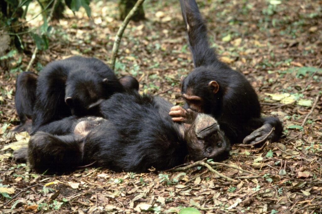 What Do Chimpanzees Smell Like