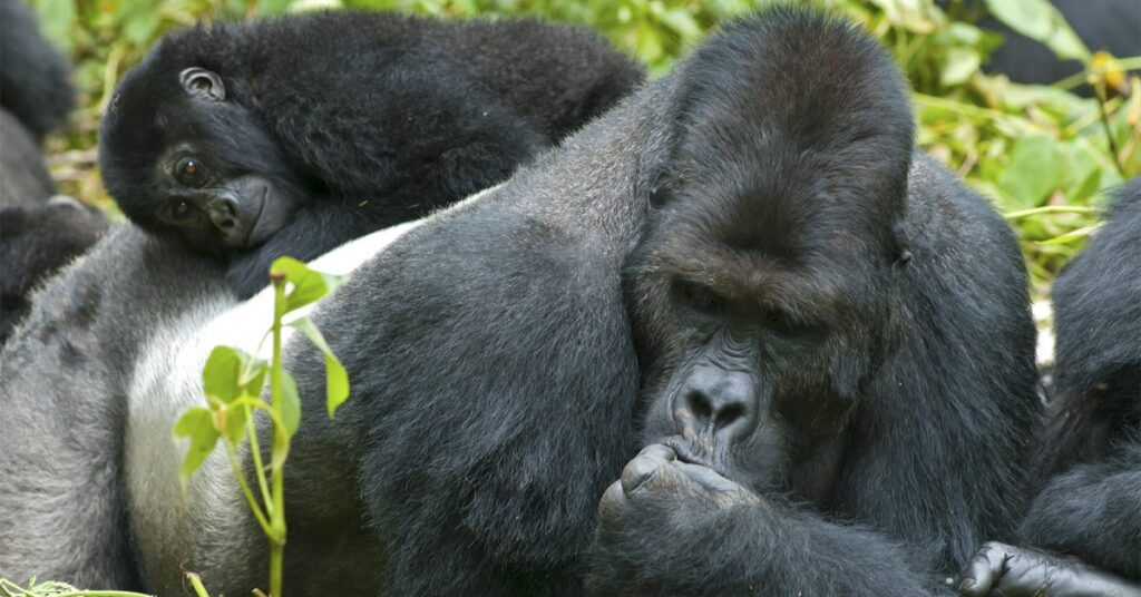 Kwitonda Gorilla Family
