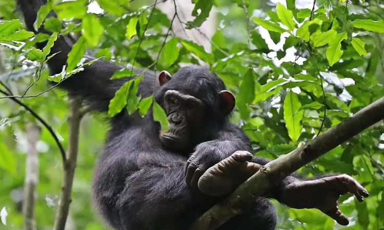 4 Days Bwindi Gorillas & Kibale Chimpanzees