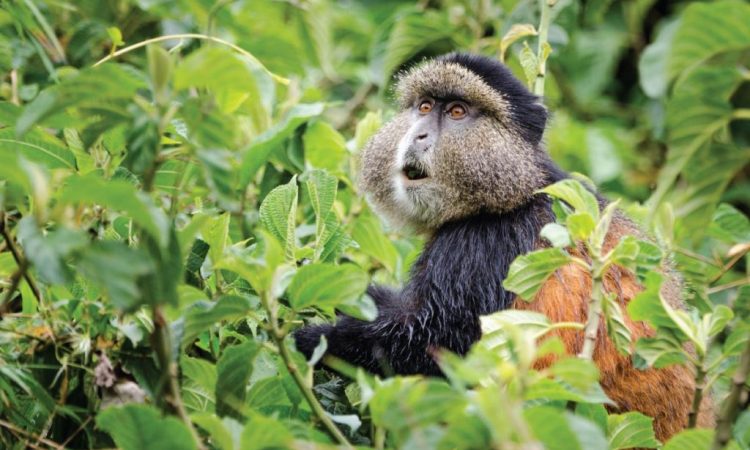 How Difficult Is Golden Monkey Trekking in Rwanda