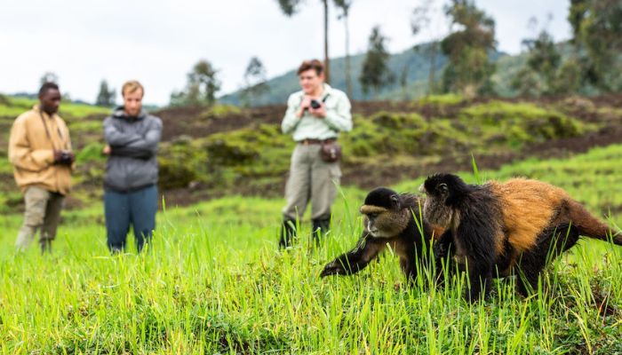 Golden Monkey Trekking in Rwanda