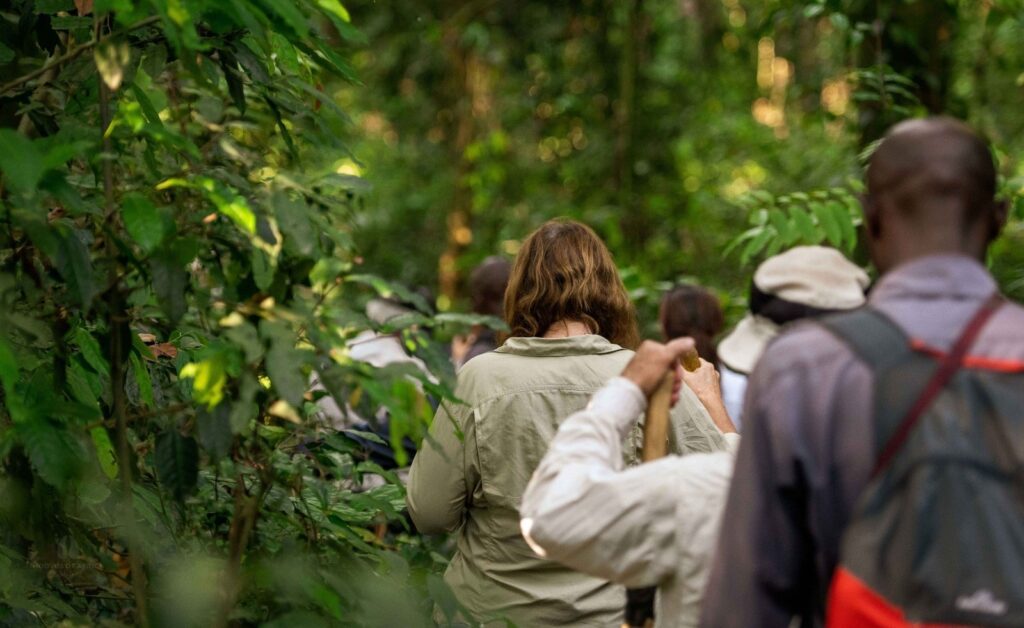 Rwanda Gorilla Permit Availability