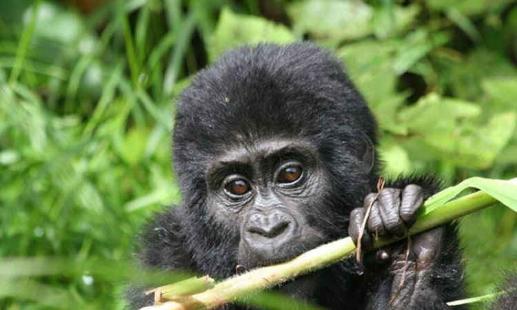 Is Rwanda expensive to visit